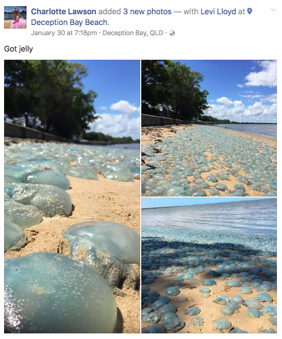 Thousands stung in Australian blue bottle invasion