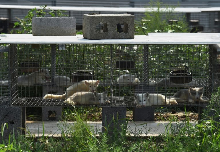 Fox cubs in cages at a farm that breeds animals for fur in Zhangjiakou, in China's Hebei province on July 21, 2015