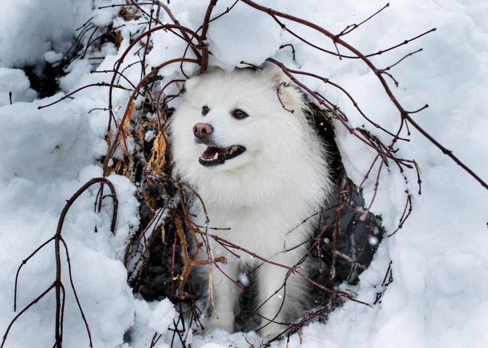 American Eskimo Dog