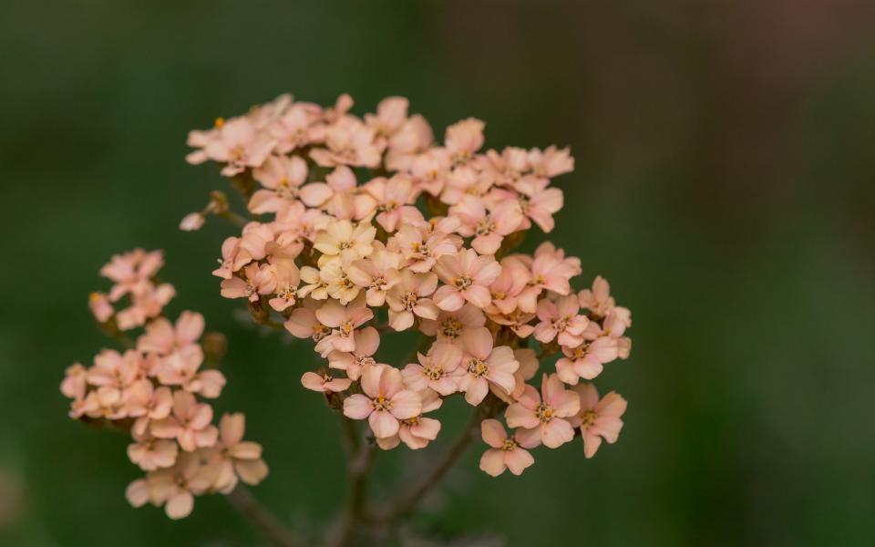 autumn flowers in a sunny autumn day in the garden