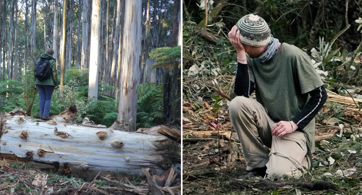 Investigators have discovered trees that endangered greater gliders lived in felled inside Yarra Ranges National Park. WOTCH/Forest Conservation Victoria