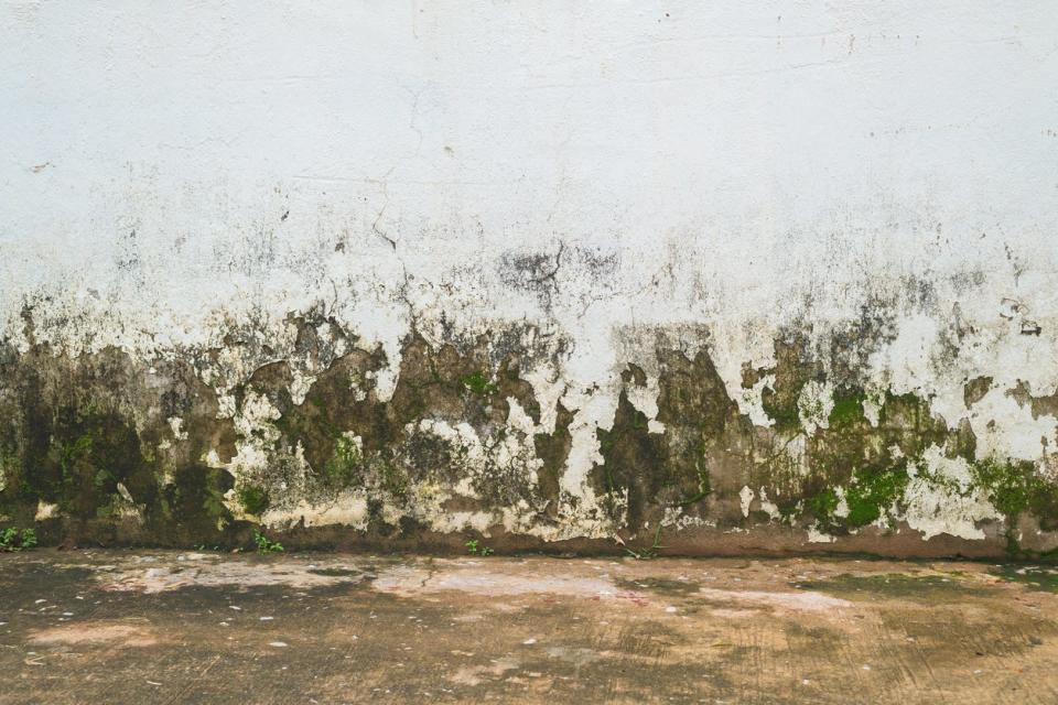 moldy wall in the basement