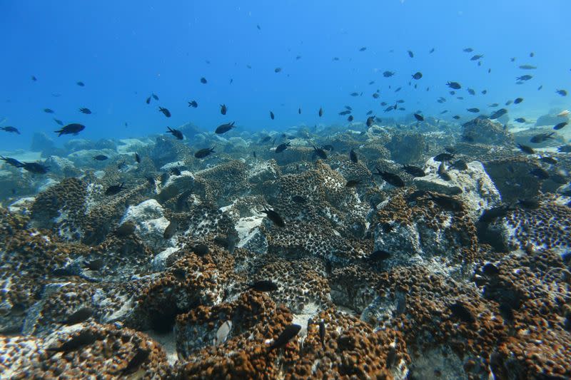 A shoal of fish is seen off the island of Salamina