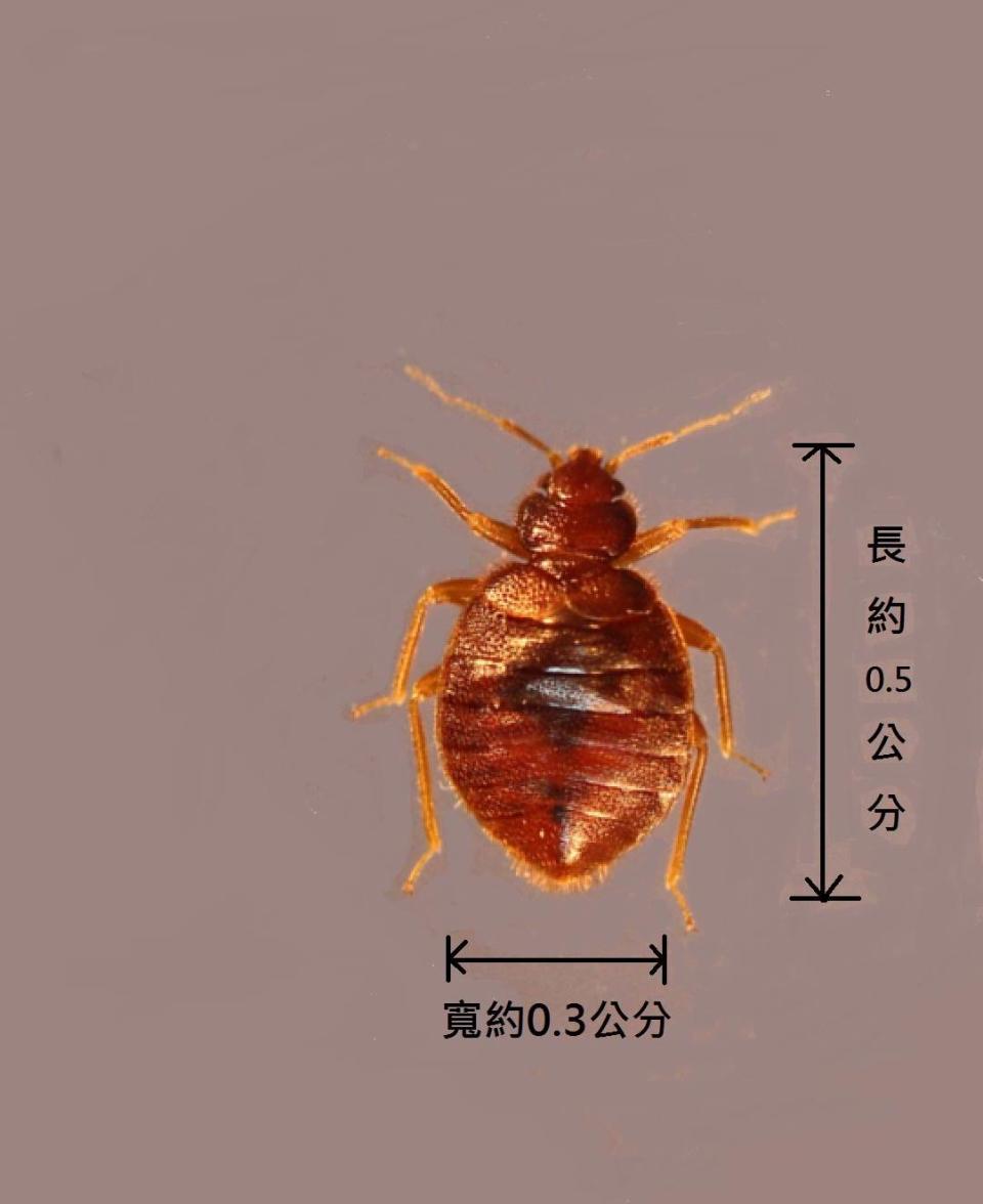 臭蟲時常躲在床墊中，靠吸食人類血液存活。