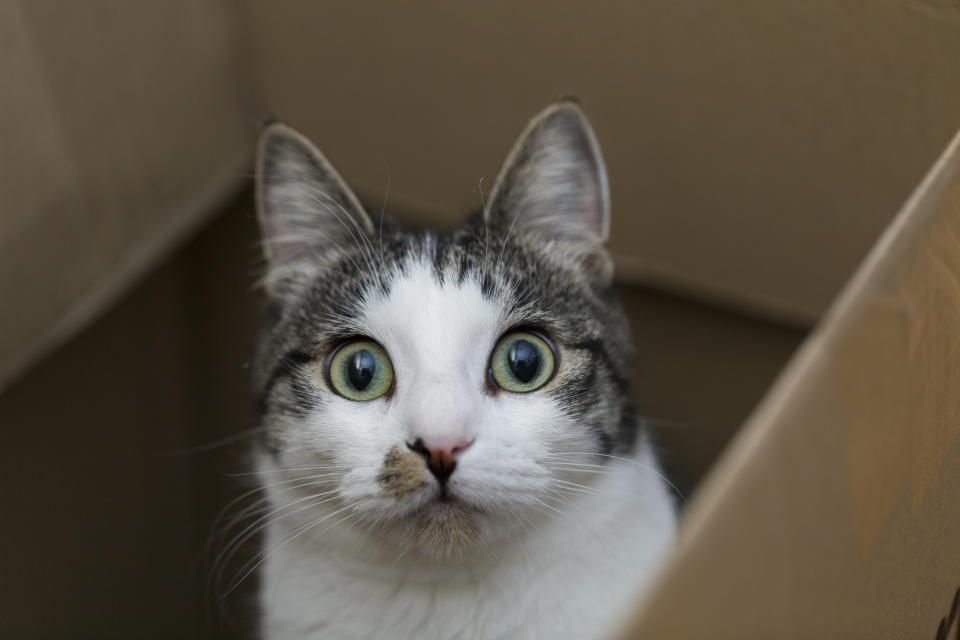 Cat in a boxcat in the box