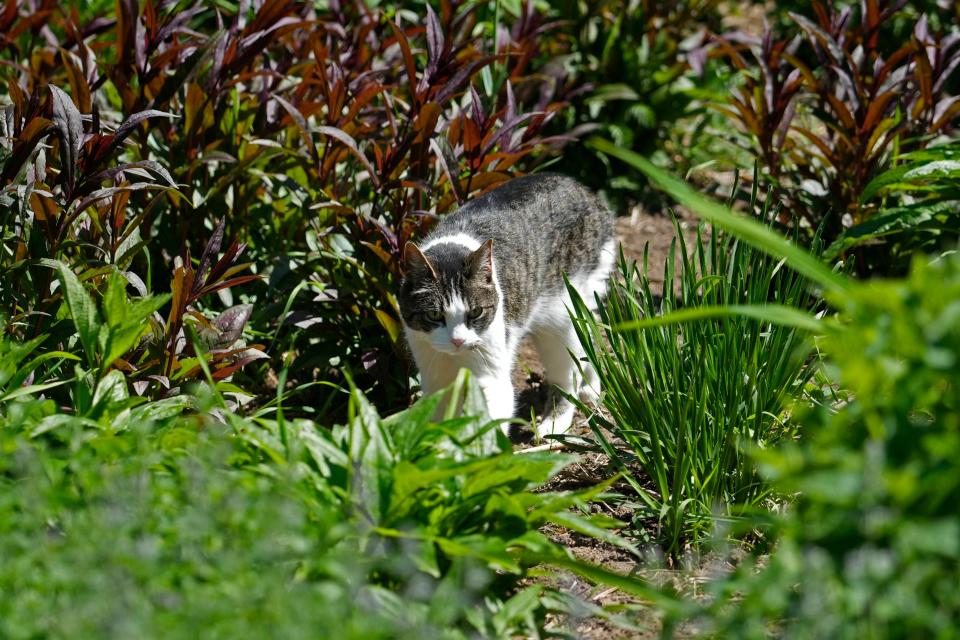 Bella the cat enjoys spending time in the gardens that were named after her at the home of Casey and Kathie Palmisano on May 26, 2023 in Muskego.