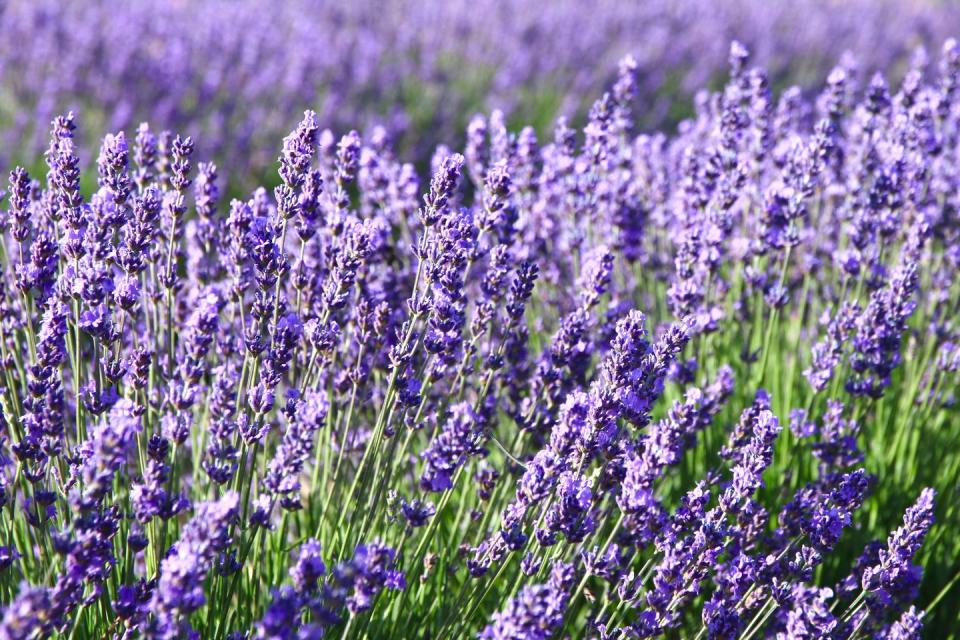 lavenders