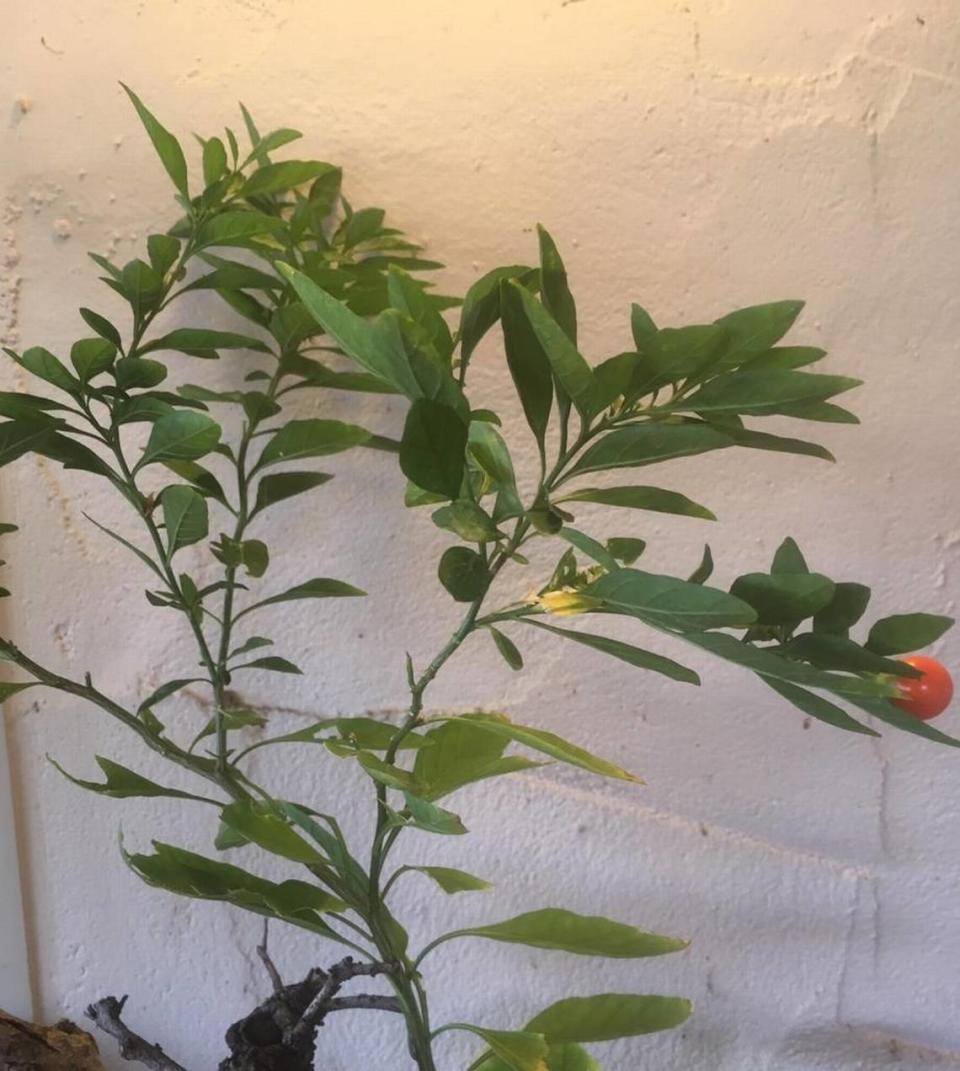 Garden Detective: What is this mystery plant? It’s a Jerusalem cherry, a cousin of peppers and tomatoes.