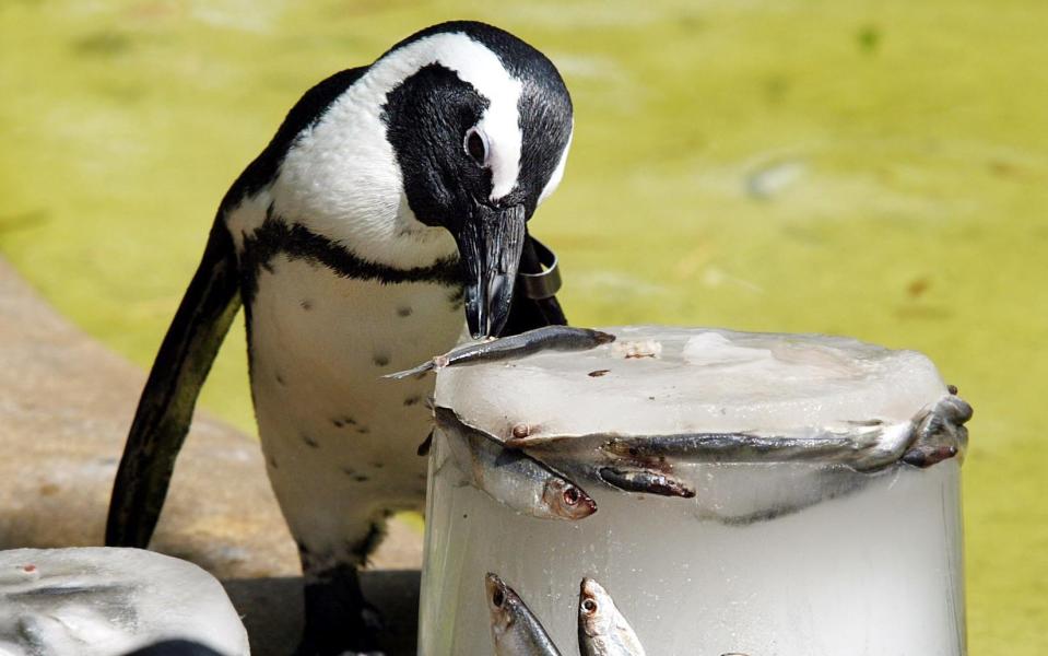 This penguin's meal just got more expensive - frozen fish prices are on the up, and so are zoo tickets for visitors who want to see the animals up close - Abbie Trayler-Smith