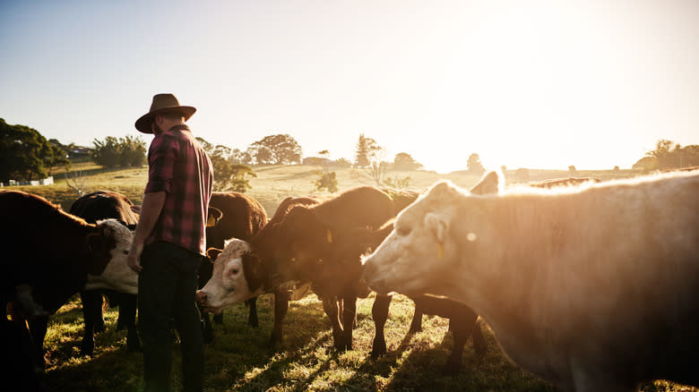 farmer with cattle in field
