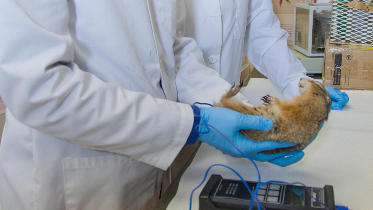  A hibernating Arctic squirrel handled by researchers. 