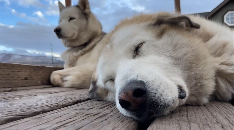 Two dogs rest at Rancho Luna Lobos. (credit: KTVX)