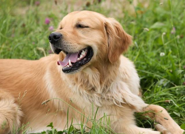 Things You Should Know About Owning a Golden Retriever - PetHelpful