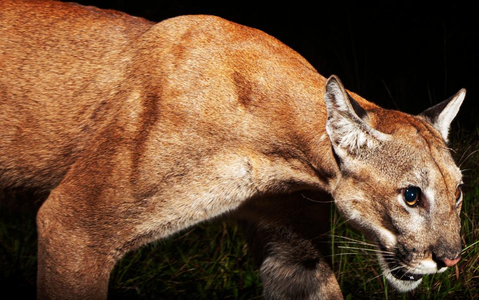 A Florida panther tripped a motion sensor camera set up by News-Press photographer Andrew West in the Corkscrew Regional Ecosystem Watershed in early May of 2022. There are between 120-230 adult panthers roaming the wild according to the Florida Fish and Wildlife Conservation Commission. 