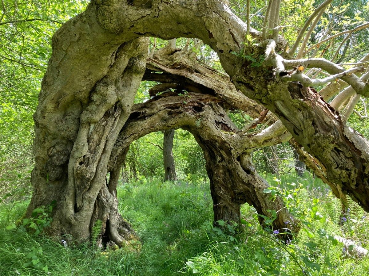 The portal rowan in Midlothian, Scotland (Rob Hutchinson/Woodland Trust/PA)