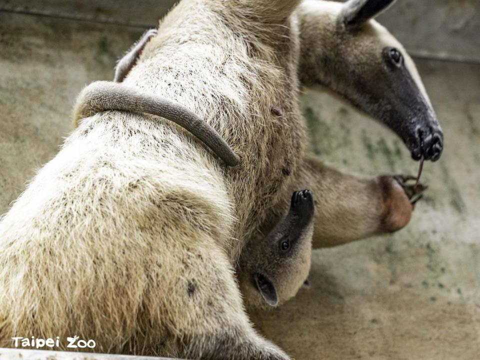 小食蟻獸會用四肢和尾巴緊緊抱住媽媽。（台北市立動物園提供）