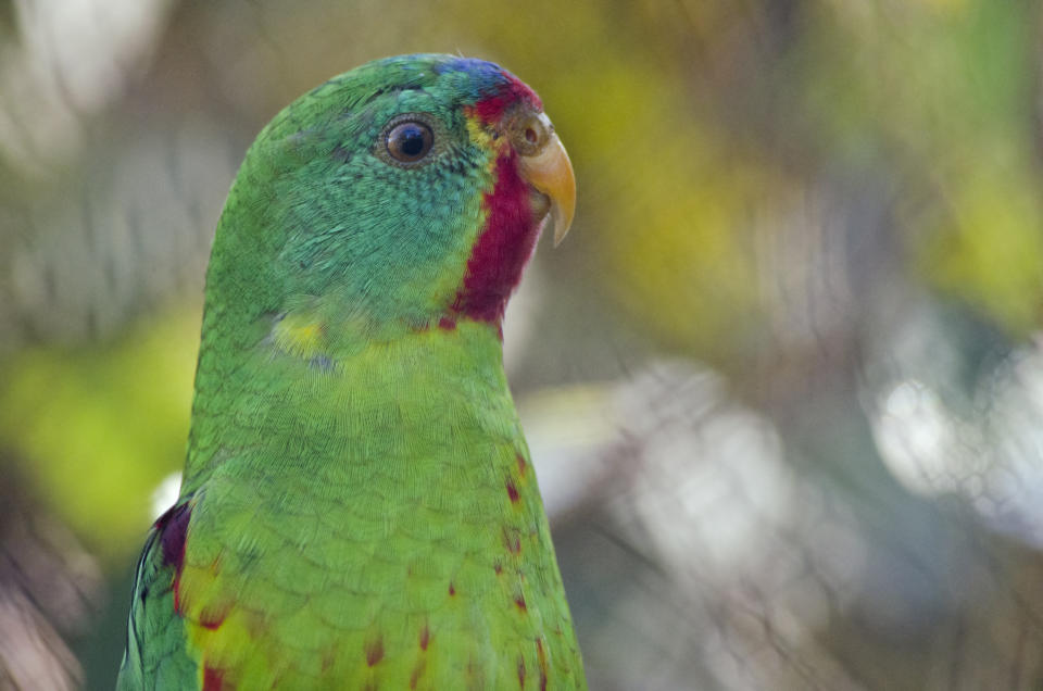 Close up of a swift parrot.