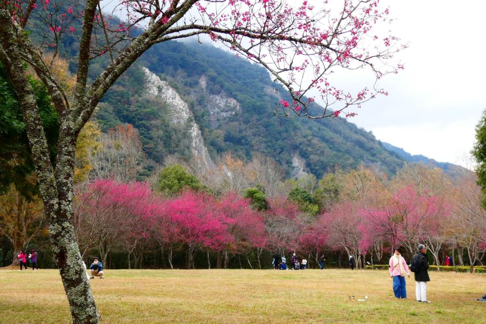 奧萬大國家森林遊樂區的緋寒櫻、八重櫻及霧社櫻也接續綻放。   圖：取自奧萬大情報站臉書