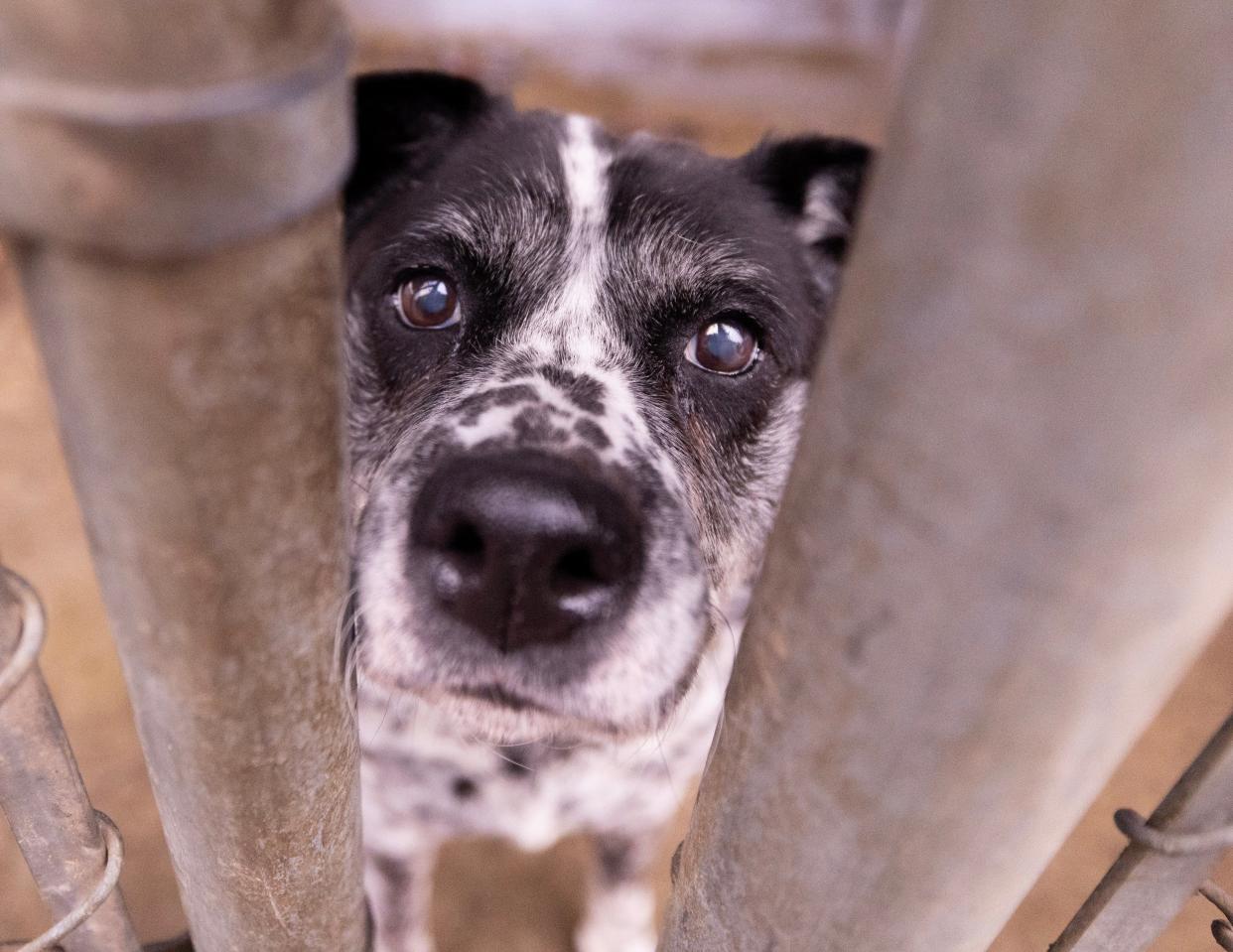 Poochie peers through an opening of the outside pens at the Stark County dog pound in Canton. Stark County commissioners have agreed to renovations at the facility.