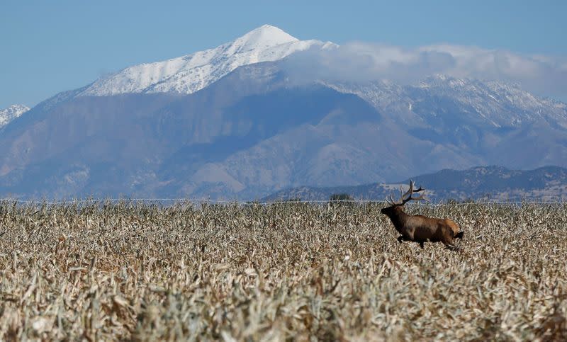 FILE PHOTO: A bull elk makes its way through the field as corn is harvested in Levan, Utah, U.S.