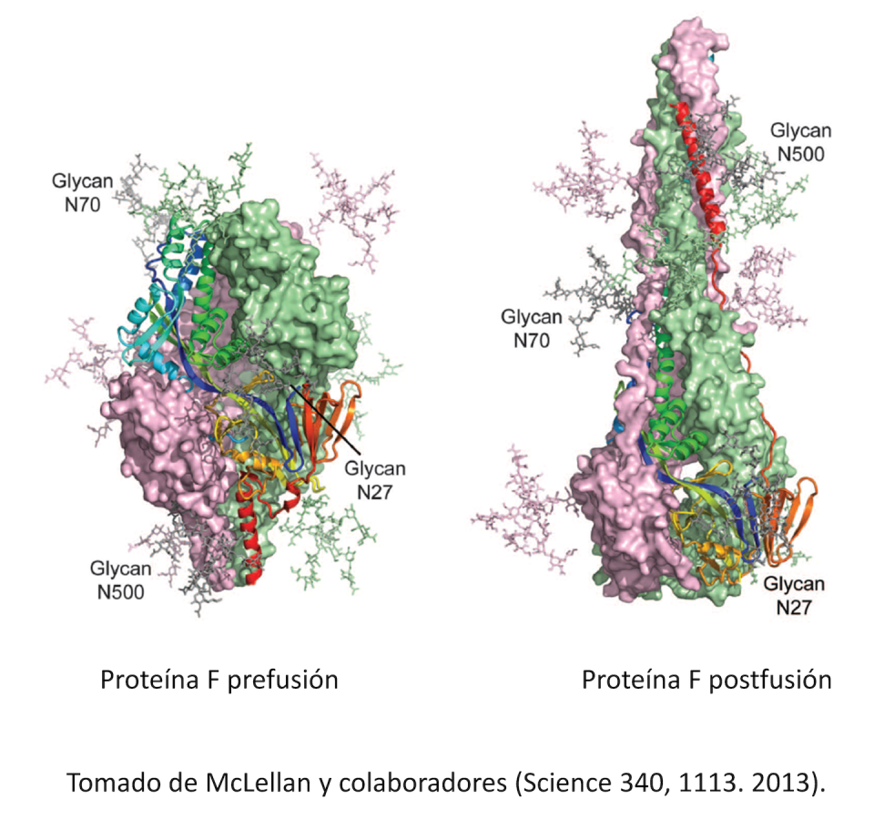 La nueva vacuna se basa en la proteína F, que permite entrar al virus en las células respiratorias. Los investigadores han conseguido preservar la forma que tiene antes de introducirse en las células, llamada ‘prefusión’. Esta versión modificada induce una mayor respuesta inmunitaria. Author provided