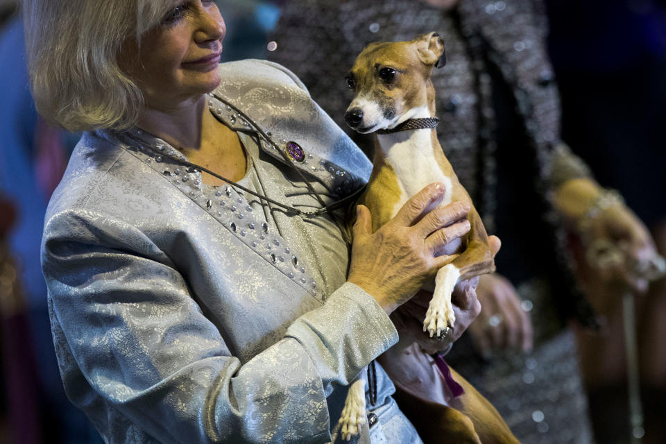 <p>A handler holds her Italian greyhound before competing at the 142nd Westminster Kennel Club Dog Show at The Piers on Feb. 12, 2018 in New York City. (Photo: Drew Angerer/Getty Images) </p>