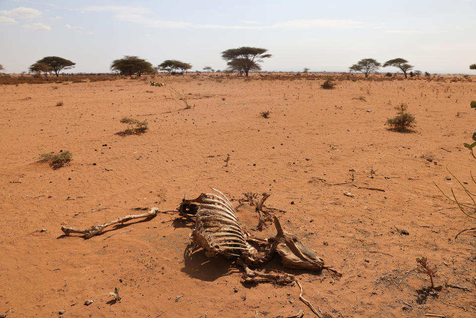 The carcass of a caw who died due to an ongoing drought is seen near the town of Kargi, Marsabit county (Baz Ratner / Reuters file)