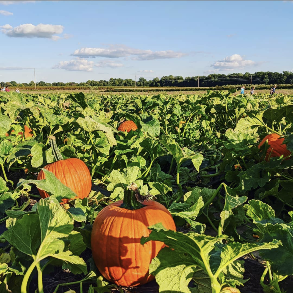 15) Fifer Orchards, Delaware