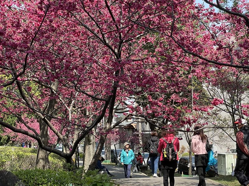 桃園中壢｜莒光公園