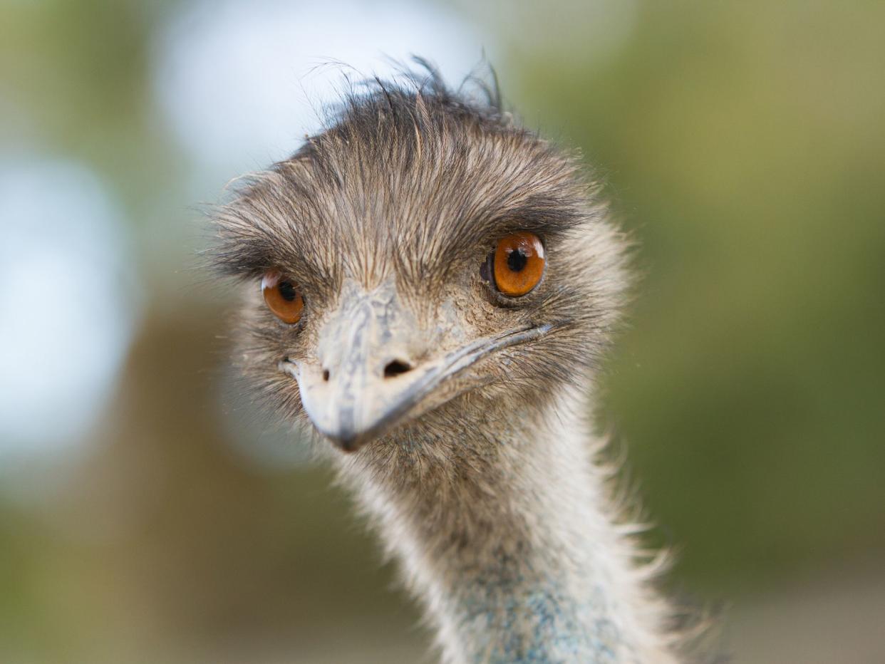 Close up of a young emu. Australia.