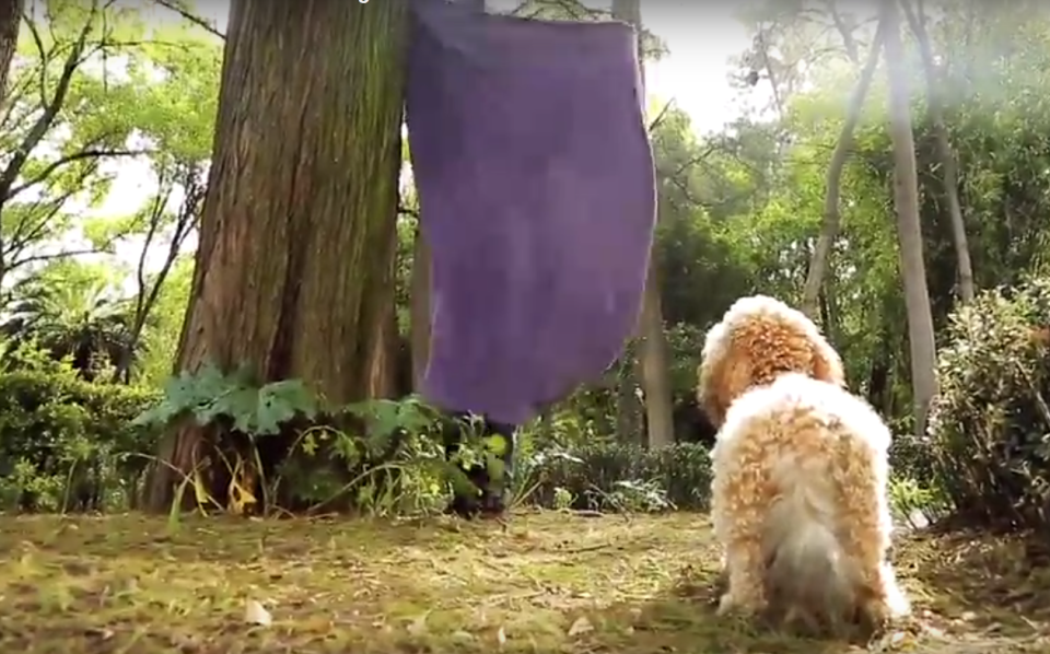 La marca de comida para perros mexicana Ganador ha lanzado una campaña por la tenencia responsable de mascota aprovechando el tirón del ‘What the Fluff Challenge’ (Foto: Captura de la campaña de Ganador en Youtube)