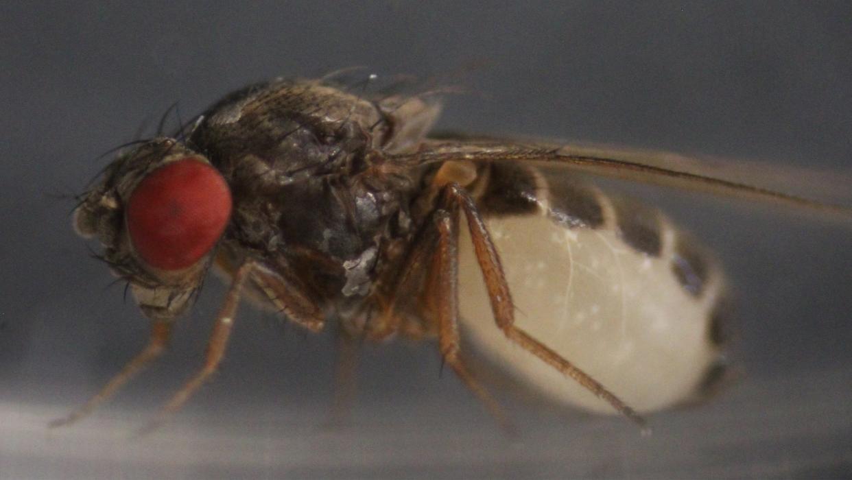 Wasp larva growing inside fruit fly.