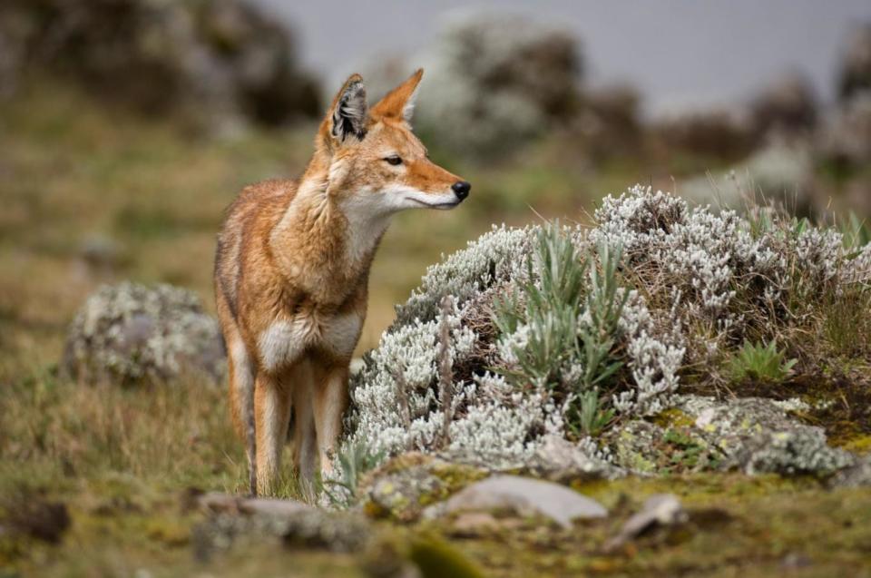 Ethiopian wolf (Canis simensis), Sanetti Plateau, Bale Mountains National Park, Ethiopia (Alamy Stock Photo)