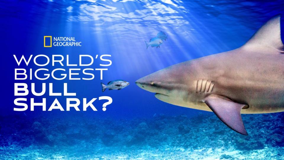 World's Biggest Bull Shark? (Nat Geo)