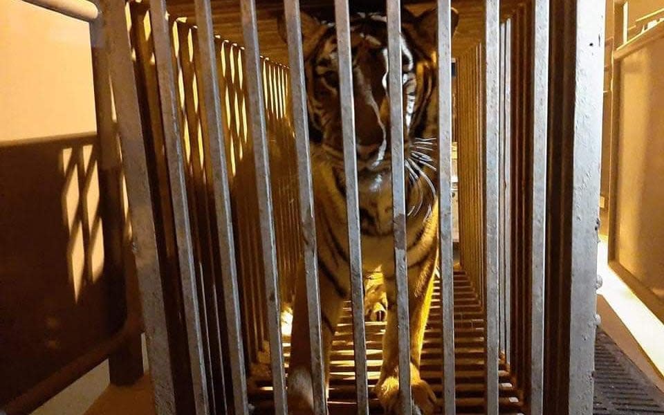 A 17 year-old female tiger is seen in a cage at the border crossing in Korczowa, Poland, as she is being transported in a truck from Ukraine to a zoo in Poland on March 3, 2022. - Photo by HANDOUT/Poznan Zoo/AFP via Getty Images