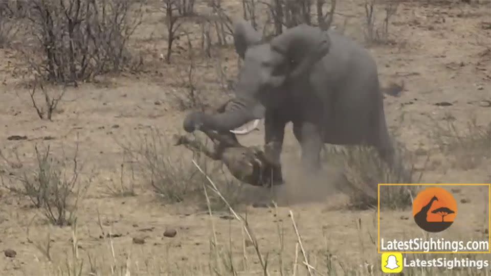 As the buffalo tries to escape the tight grip another tourist can be heard stating, 