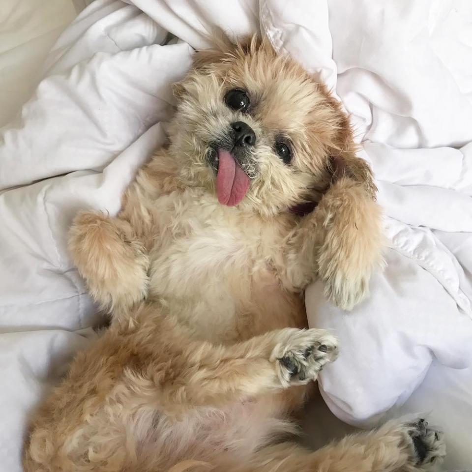 @marniethedog