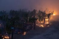 The Glass Fire burns at a vineyard in Deer Park, California,