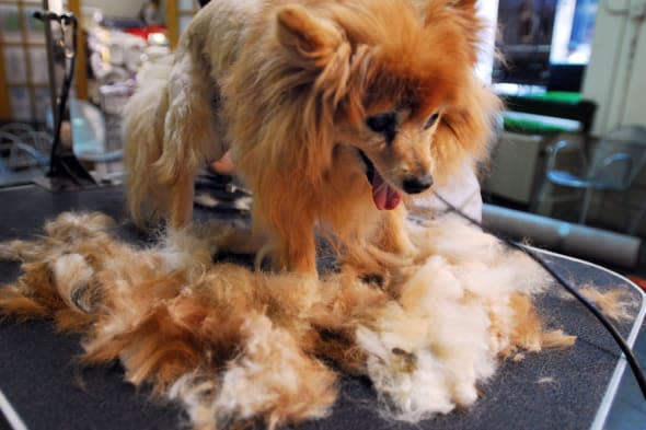 Cassidy, a pomeranian dog with six months of hair growth, is groomed at New York Dog Spa and Hotel to remove matted patches of h