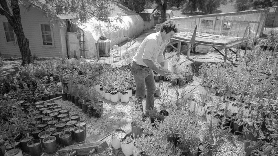 Bert Wilson adds newly potted natural shrubs to gallong can size stock. Greenhouses and seed germination tables are in background at Las Pilitas nursery April 24, 1981.