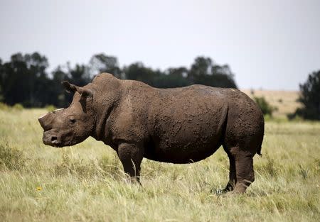 A rhino is seen after it was dehorned in an effort to deter the poaching of one of the world's endangered species, at a farm outside Klerksdorp, in the north west province, South Africa, in this February 24, 2016 file photo. REUTERS/Siphiwe Sibeko/Files