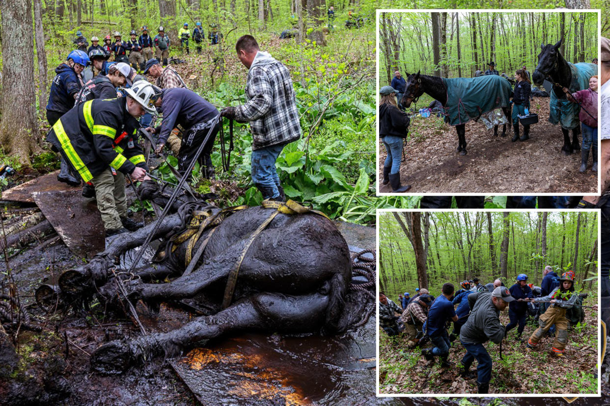 The horses were saved from the mud.