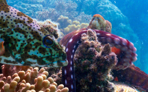 A coral grouper on the Great Barrier Reef in Northern Australia with an octopus - Credit: BBC