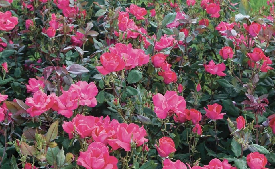 The original Knock Out Rose was developed by Will Radler of Greenfield. His gardens will be featured on several tours this summer.