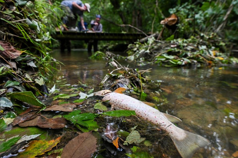 A dead trout lays in Beaver Creek as workers from Maryland Department of Environment and Maryland Department of Natural Resources test water and aquatic insects on Tuesday. A large number of brown and rainbow trout were found dead in the creek.