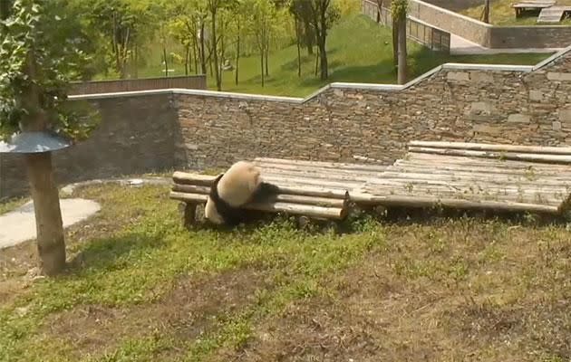 He's having the time of his life. Photo: YouTube/Explore Bears