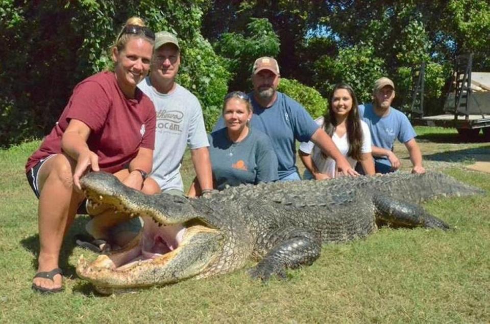 The hunting party of Tiffany Wienke of Vicksburg caught this massive male alligator in Mississippi.