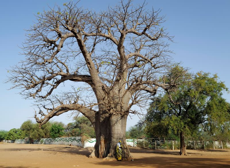 A woman from a Baye Fall community, stands beside a baobab tree waiting for transport in Ndem