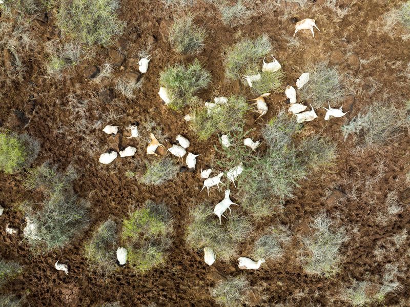 An aerial view shows the corpses of goats and sheep, near Huri Hills, Marsabit county