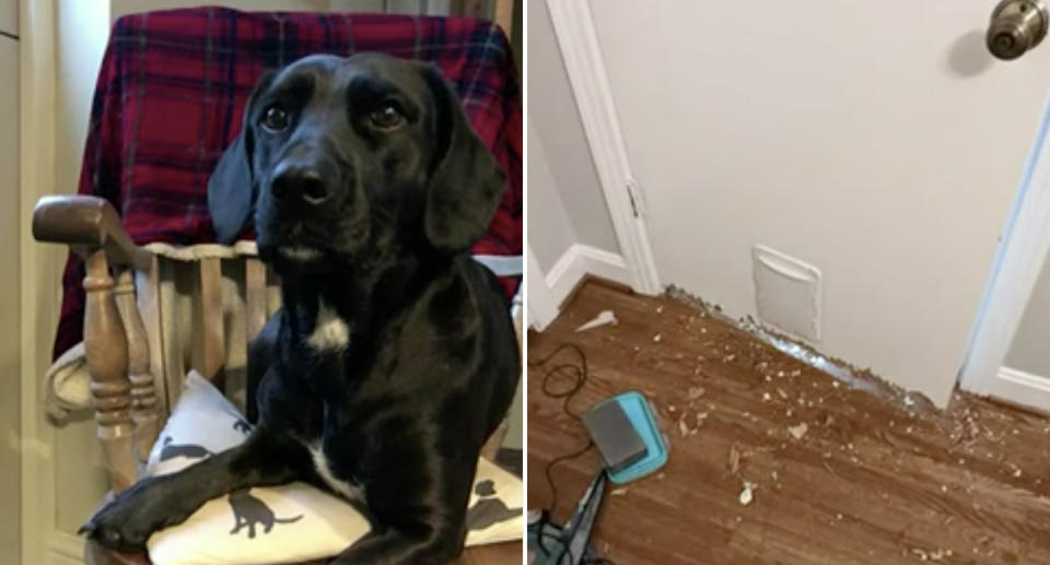 Bluebell and a door she destroyed at the couple's new home. Source: WSMV